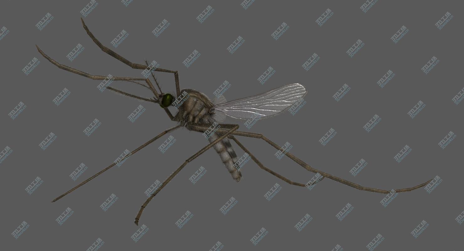 images/goods_img/202104091/3D model Mosquito Common House (Animated)/4.jpg